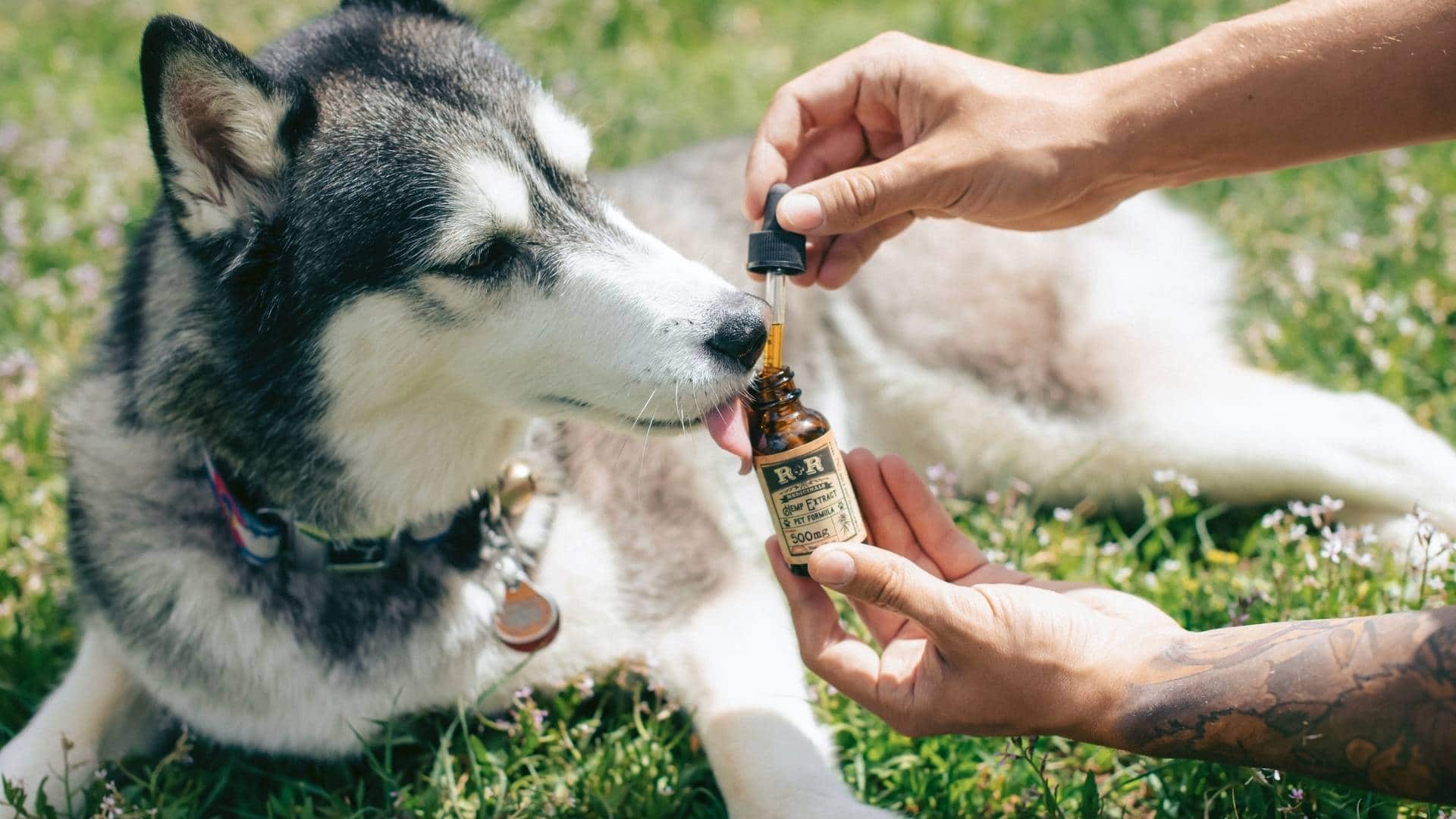 CBD Oil for Dogs – The Best Things You Need to Know