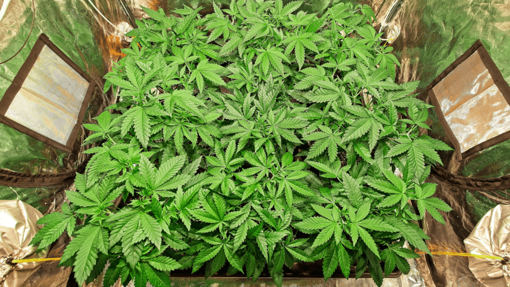 Cannabis Plant Growth_420.mt