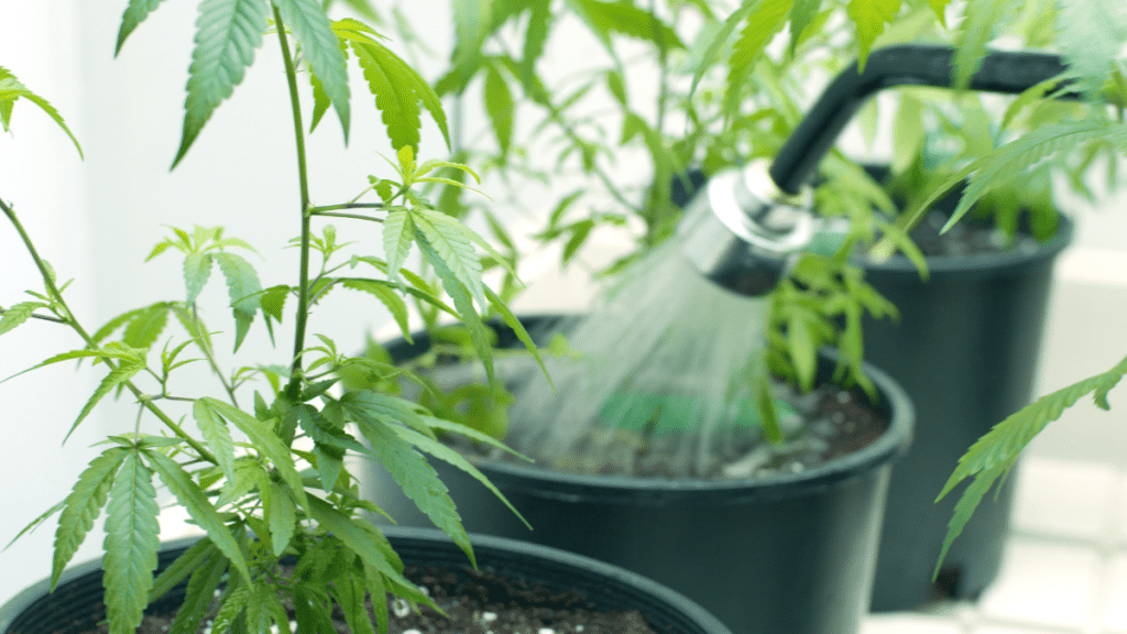 Watering your cannabis plant | 420.mt