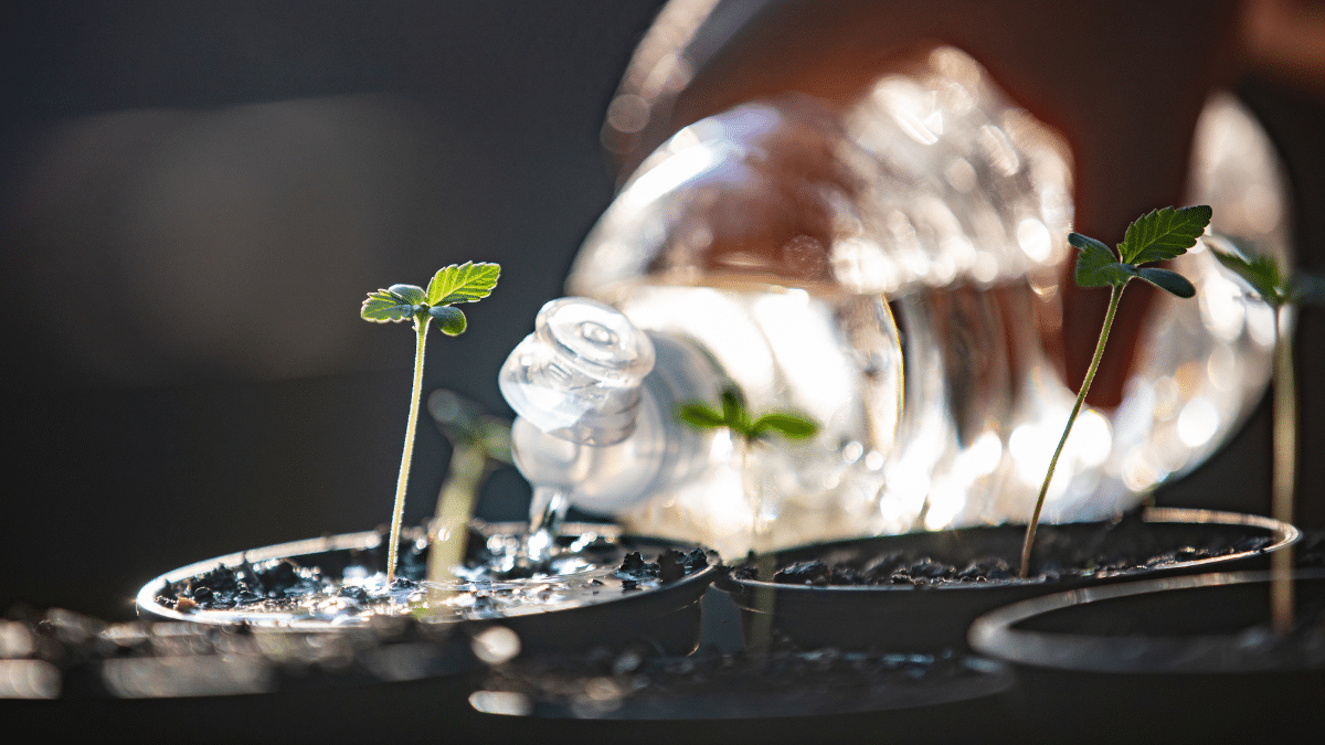 Weed Plants: The Best Watering Process