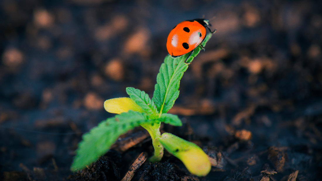 Are Bugs Harmful to Your Cannabis Plants?