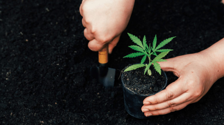 What are the best Marijuana fertilisers and nutrients?