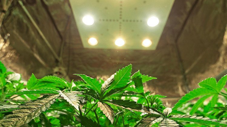 All you need to know about growing cannabis as fast as possible