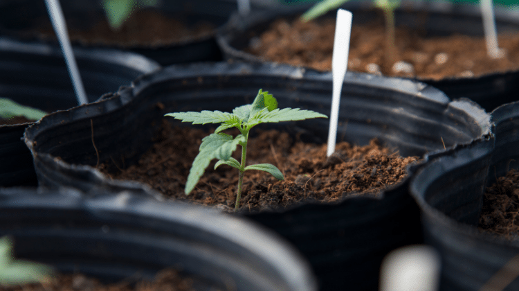 Cannabis plants normally need to be in the ground by the end of June 420.mt All You Need to Know about Cannabis Plant Growth