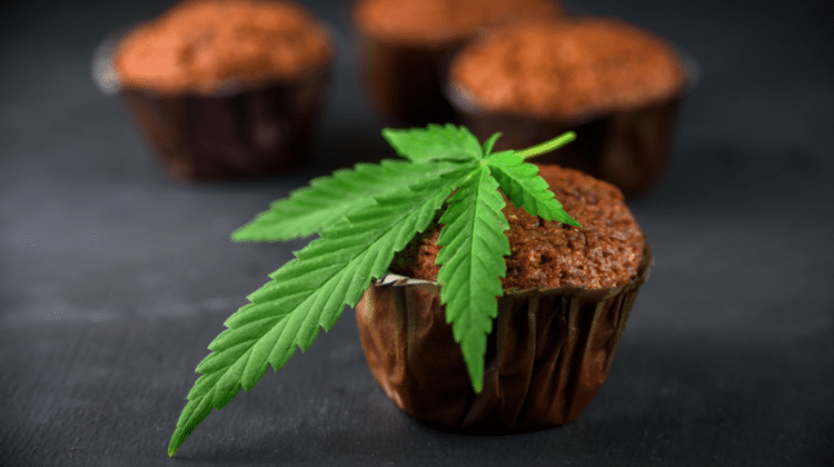 Marijuana edibles effects can last up to 12 hours 420.mt How Long do Marijuana Edibles Stay in Your System?