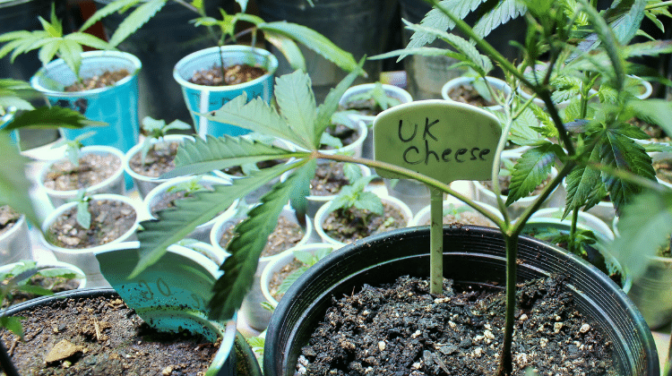 Start off by putting soil in your pots 420.mt Best Cannabis Plants: How can you Clone them?