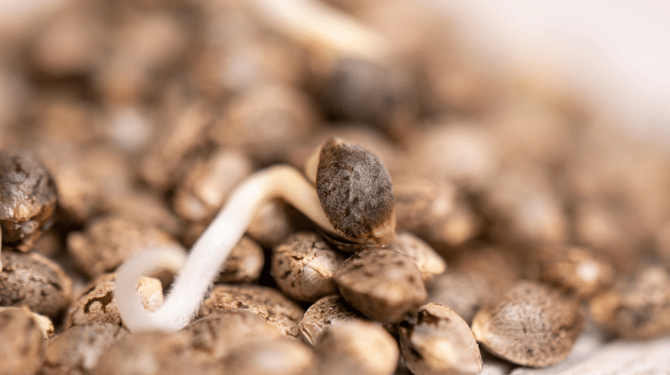 The germination stage begins with the seed 420.mt All You Need to Know about Cannabis Plant Growth