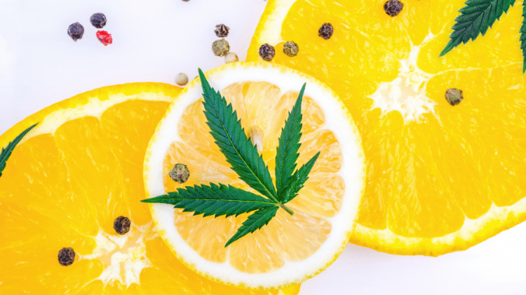 Zesty citrus flavour 420.mt Terpenes; Growing The Best Aromatic Weed