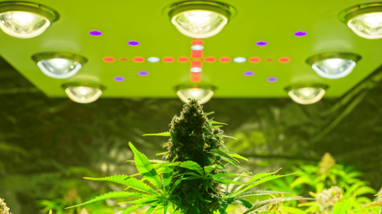 growing cannabis lights 420.mt All you need to know about growing cannabis as fast as possible
