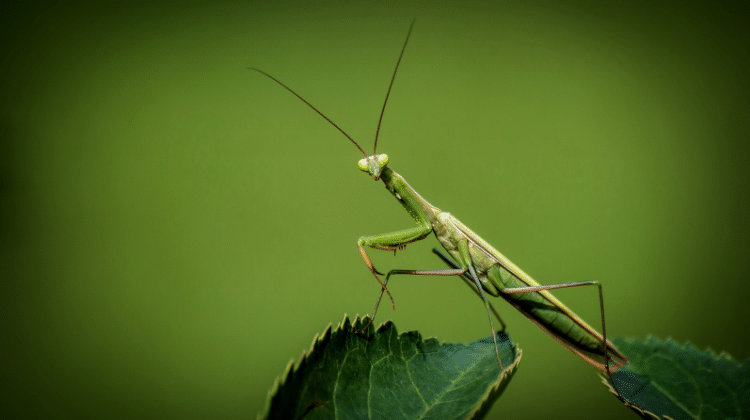 praying mantis kills almost all of the pests in your garden 420.mt Are Bugs Harmful to Your Cannabis Plants?