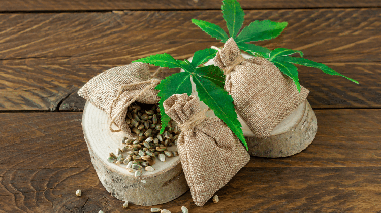 Cannabis seeds preservation 420.mt Choosing Cannabis Seeds for the Best Healthy Plants