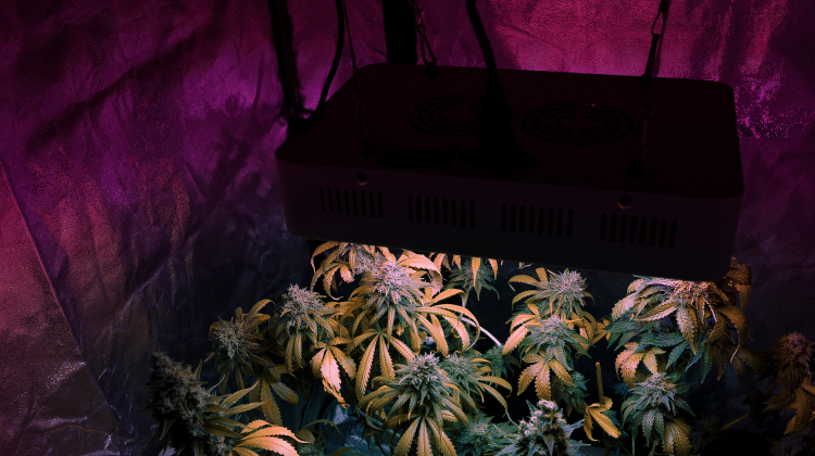 Growing Cannabis Lighting 420.mt Growing Cannabis for the First Time? Here are all the best tips!