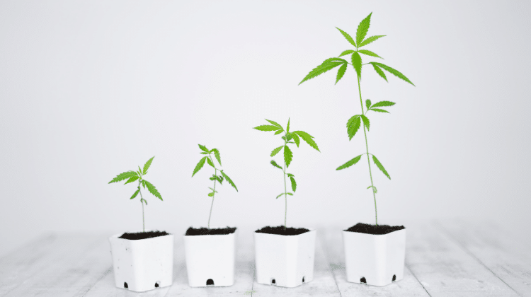 Growing Cannabis Pot 420.mt Growing Cannabis for the First Time? Here are all the best tips!