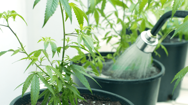 Growing Cannabis Water 420.mt Growing Cannabis for the First Time? Here are all the best tips!