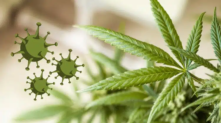 Covid-19 and Cannabis – The Positive & Negative Impacts