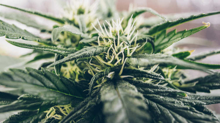 Marijuana Plants Flowering_420.mt