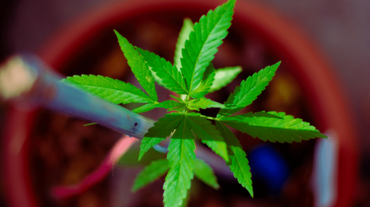 Marijuana Plants Vegetative_420.mt