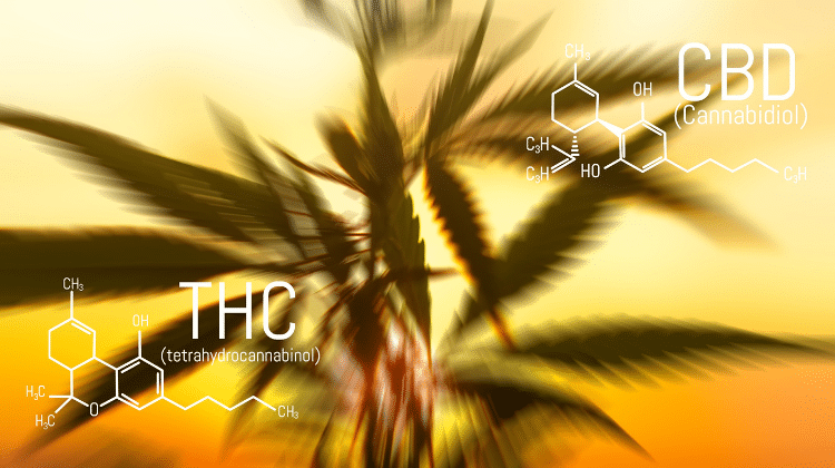 What’s the difference between CBD and THC?