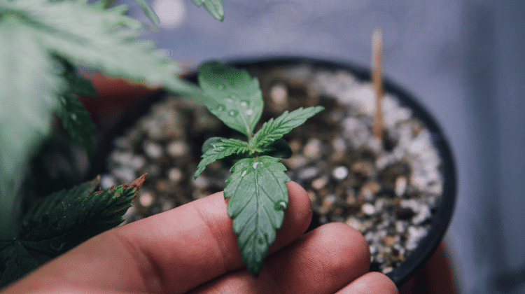 Grow Weed: A step-by-step guide