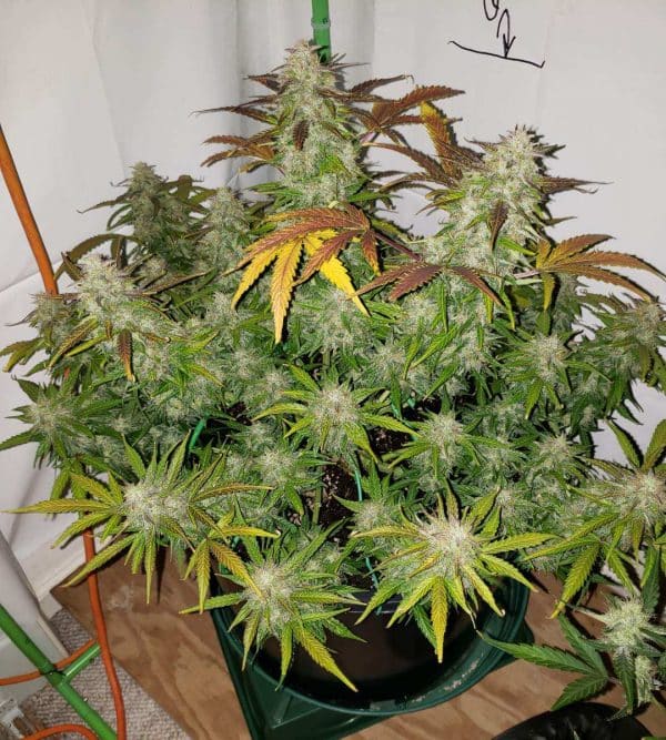 Cannabis-Seed 01 - Gorilla Cookies Auto 02_420.mt