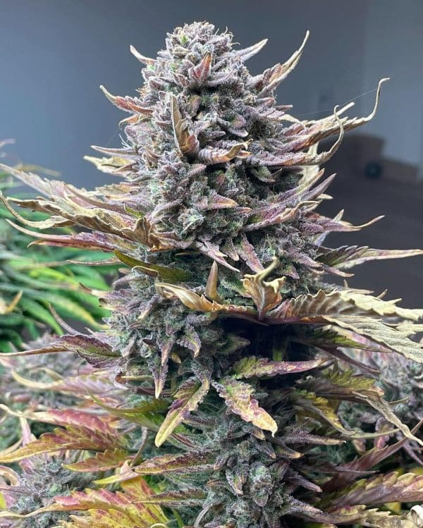 Cannabis-Seed 01 - Gorilla Cookies Auto 03_420.mt