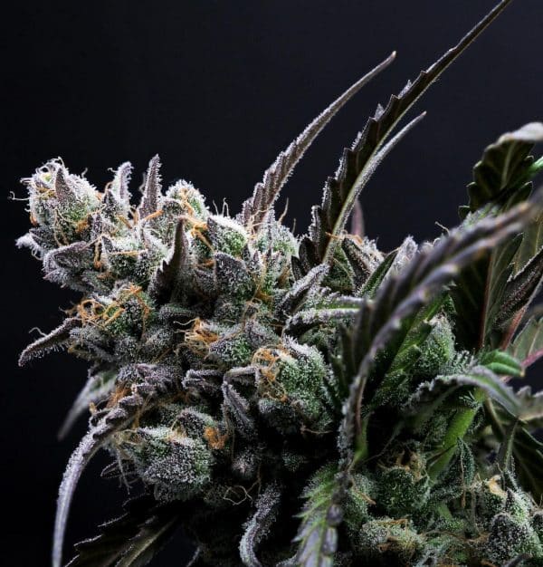Cannabis-Seed 05 - forbidden Runtz Auto 02_420.mt