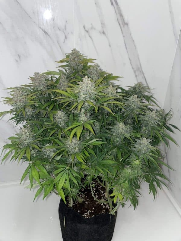 Cannabis-Seed 05 - forbidden Runtz Auto 03_420.mt