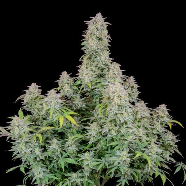 Cannabis-Seed 05 - forbidden Runtz Auto 05_420.mt