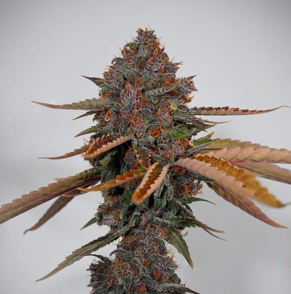Cannabis-Seed 06 - Purple Punch Auto 02_420.mt