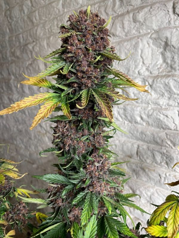Cannabis-Seed 06 - Purple Punch Auto 04_420.mt