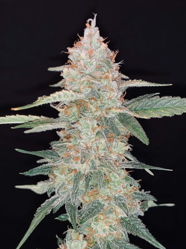 Cannabis-Seed 07 - Gorilla Glue Auto 02_420.mt