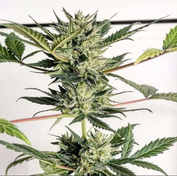Cannabis-Seed 07 - Gorilla Glue Auto 05_420.mt