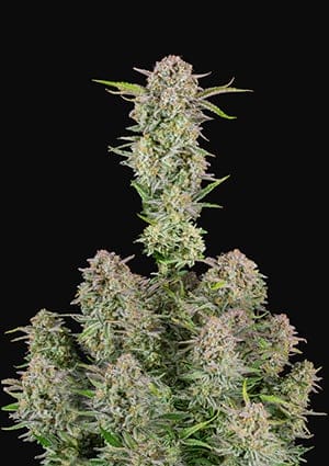 Seed 08 - Bruce Banner Auto 01_420.mt