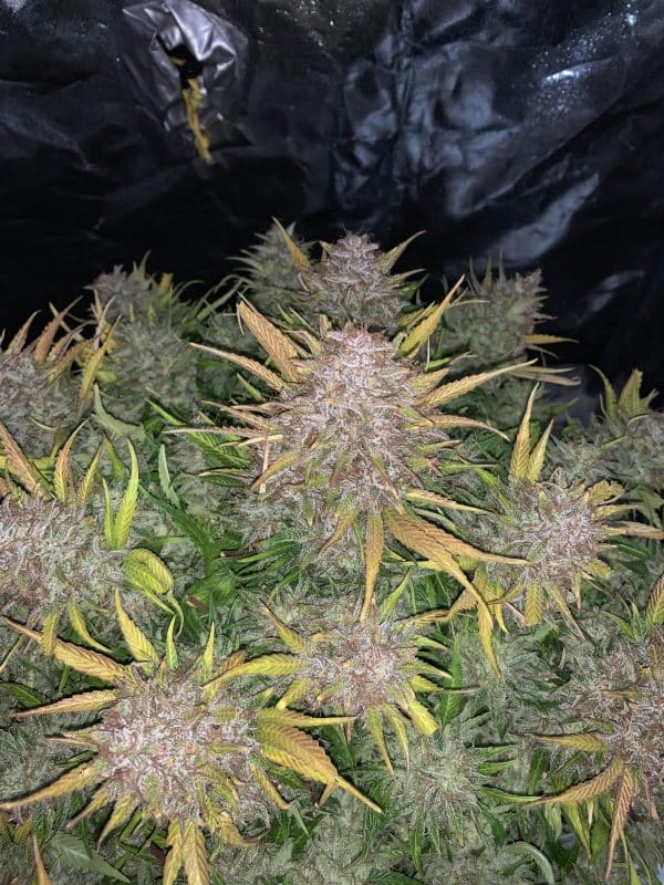 Cannabis-Seed 08 - Bruce Banner Auto 02_420.mt