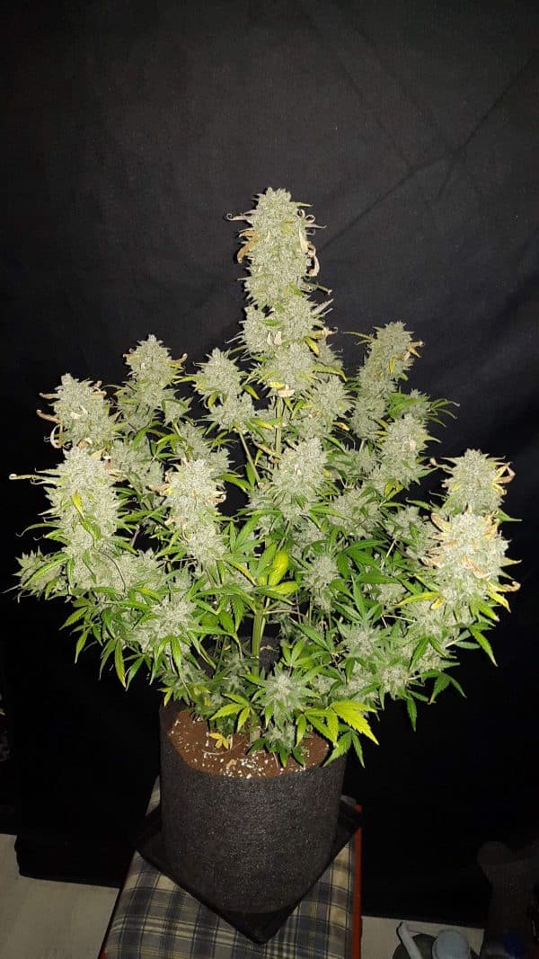 Cannabis-Seed 09 - Amnesia Haze Auto 06_420.mt
