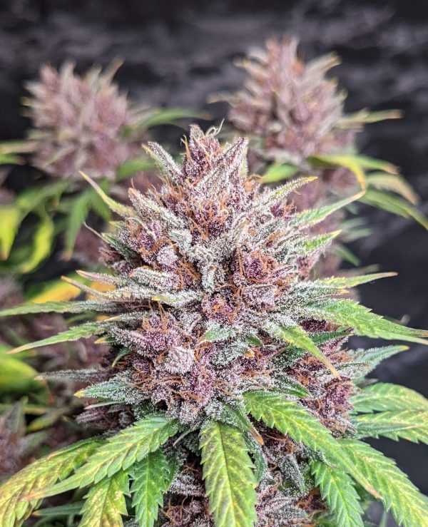 Cannabis-Seed 10 - Purple Lemonade Auto 03_420.mt