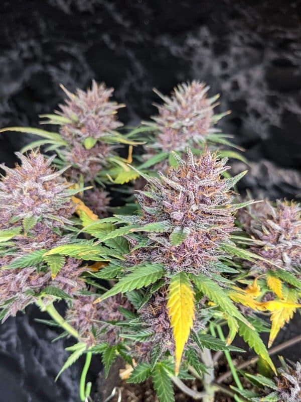 Cannabis-Seed 10 - Purple Lemonade Auto 04_420.mt