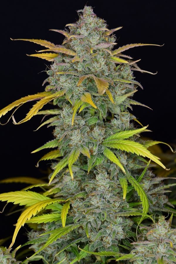 Cannabis-Seed 11 - Gelato Auto 02_420.mt