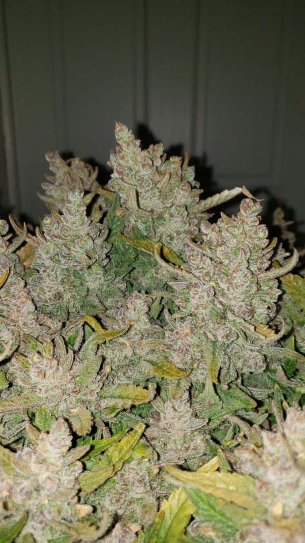 Cannabis-Seed 11 - Gelato Auto 05_420.mt