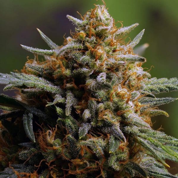 Cannabis-Seed 12 - Northern Lights Auto 02_420.mt