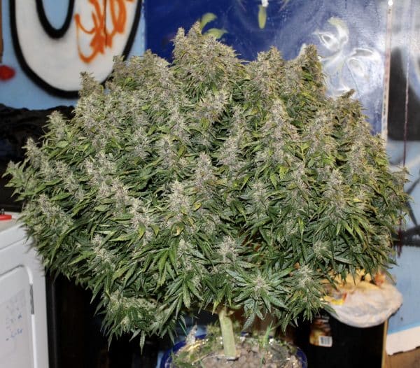 Cannabis-Seed 12 - Northern Lights Auto 03_420.mt