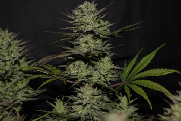 Cannabis-Seed 12 - Northern Lights Auto 04_420.mt