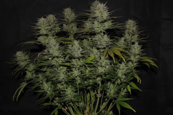 Cannabis-Seed 12 - Northern Lights Auto 05_420.mt