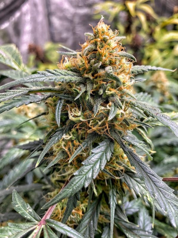 Cannabis-Seed 12 - Northern Lights Auto 06_420.mt