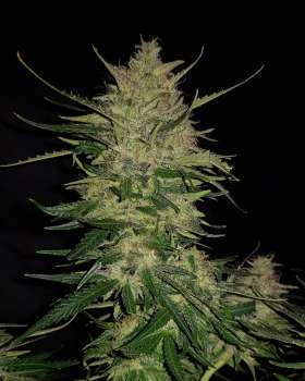 Cannabis-Seed 20 - Zkittlez Auto 02_420.mt