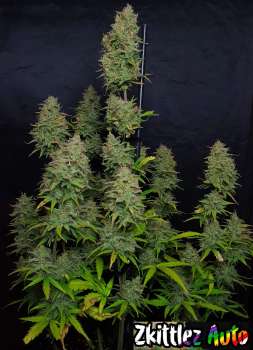 Cannabis-Seed 20 - Zkittlez Auto 03_420.mt