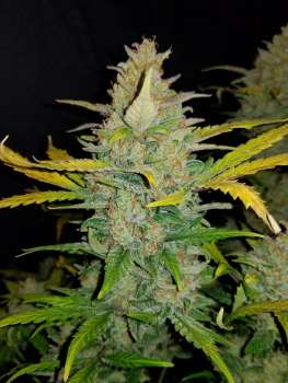 Cannabis-Seed 20 - Zkittlez Auto 04_420.mt