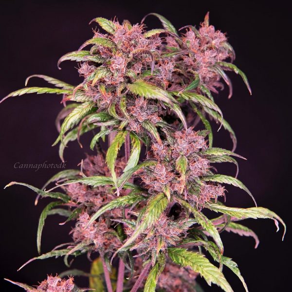 Cannabis-Seed 25 - LSD-25 Auto 02_420.mt