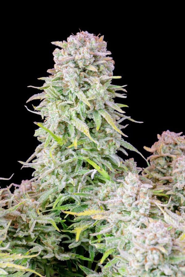 Cannabis-Seed 26 - Afghan Kush Auto 04_420.mt