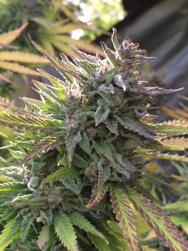 Cannabis-Seed 27 - Green Crack Auto 02_420.mt